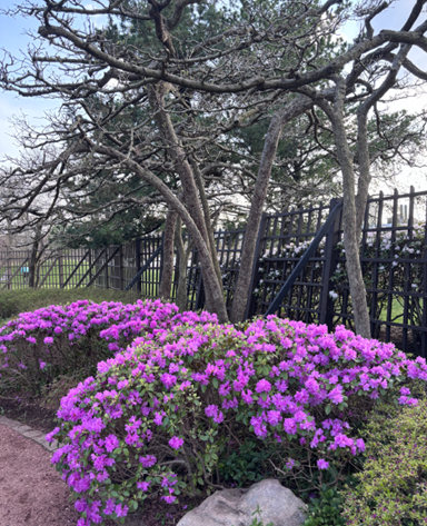 The azaleas are trimmed into mounds like rolling hills. These are the bright purple ones just inside the gate. 