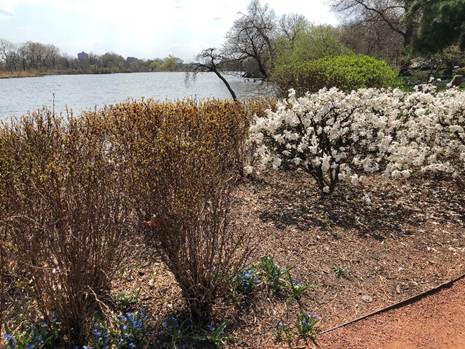 The trimmed mounded shrub by the lagoon, next to the ninebark that hasn't bloomed yet. 
