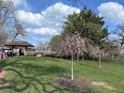 Pink weeping cherries outside the Osaka Gate at the garden. People standing in line. Tall Jack Pines in the background.