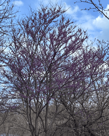 Tree with red blossoms along all the twigs. Just opening. It's much showier already.