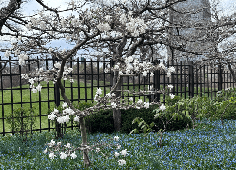 West of the pavilion the bright white flowering shrub.