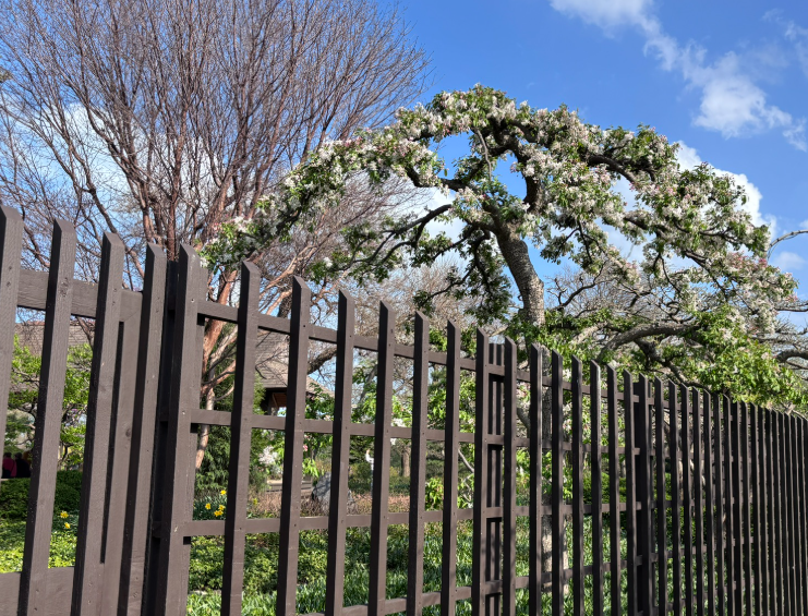 Sculpted flat top 10 foot hawthorn in flower inside the fence. 