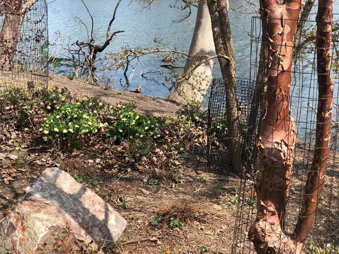 On the walk in from the gate toward the lagoon. On the left there is a patch of hellebores. 