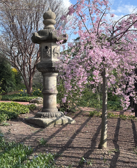 Weeping cherries by the Katsuga Lantern that is tall and dates from 1893 World's Fair Japanese Teahouse across the lagoon. 